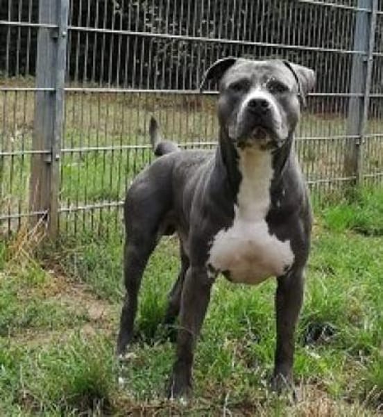 Sancho