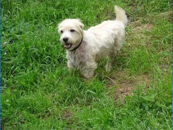 Wynston - Gnadenplatz gesucht!!
