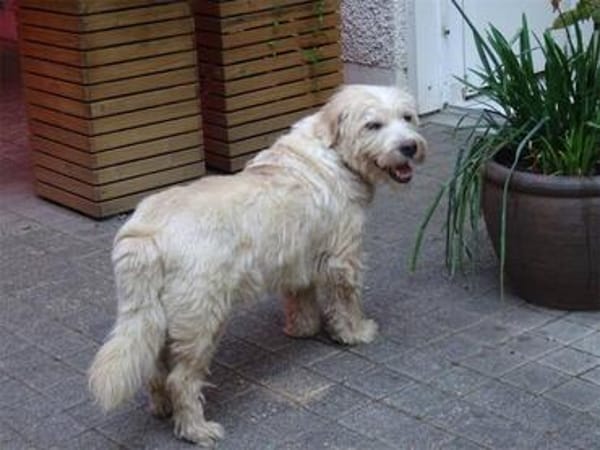 Wynston - Gnadenplatz gesucht!!