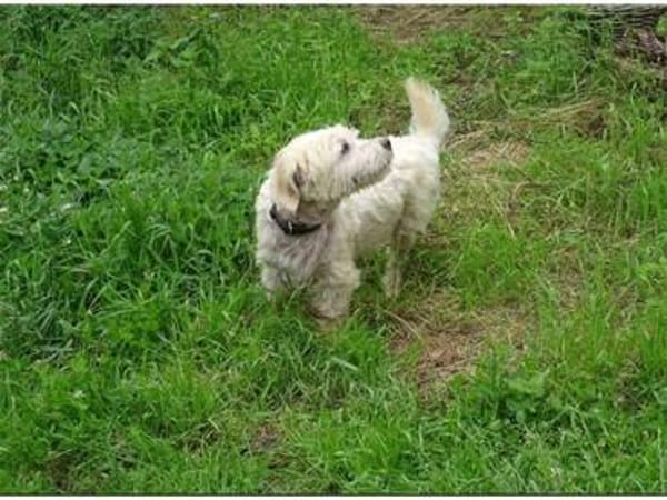 Wynston - Gnadenplatz gesucht!!