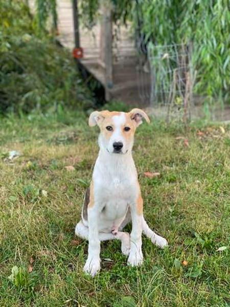 Coco  ein lebensfroher junger Rüde sucht sein Zuhause