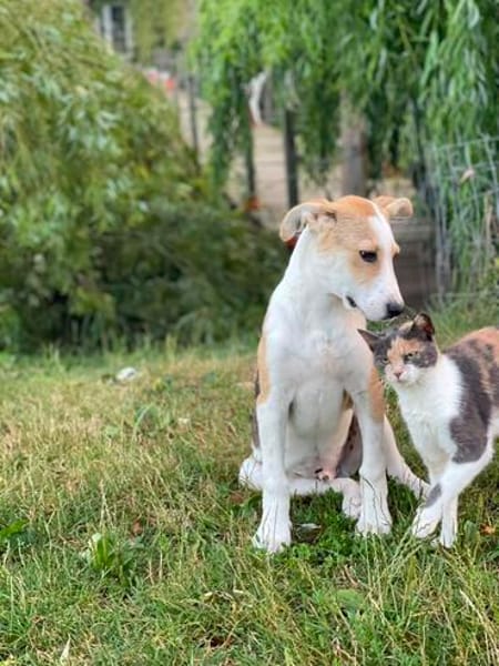 Coco  ein lebensfroher junger Rüde sucht sein Zuhause