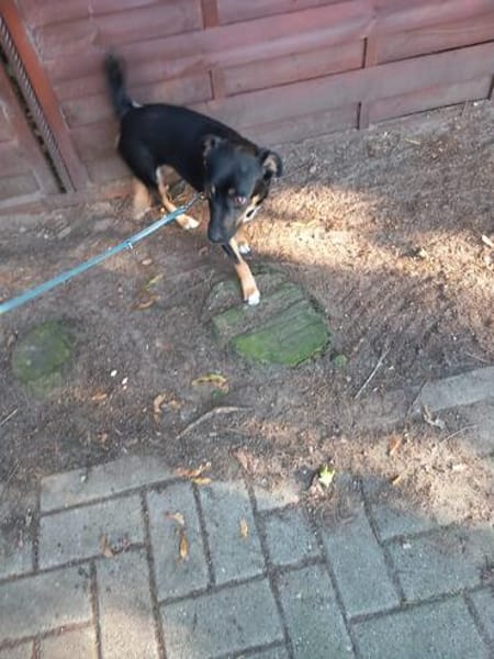 Ronja - Kleine Hündin mit großem Herz sucht ihr Zuhause