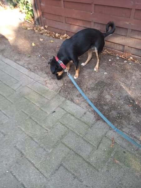 Ronja - Kleine Hündin mit großem Herz sucht ihr Zuhause