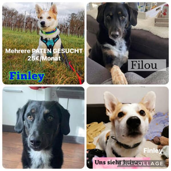 Pflegehunde in Deutschland suchen ein Zuhause