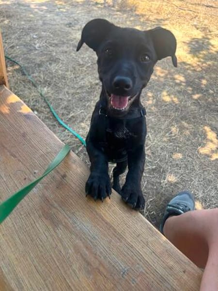 Hundekind sucht Bestplatz