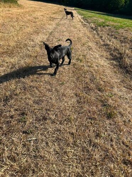 Hundekind sucht Bestplatz