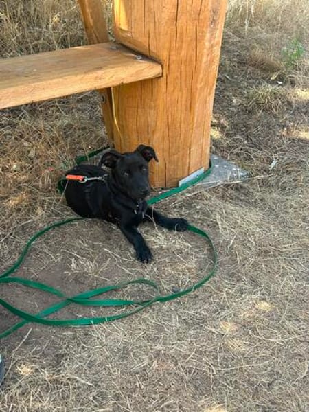 Hundekind sucht Bestplatz