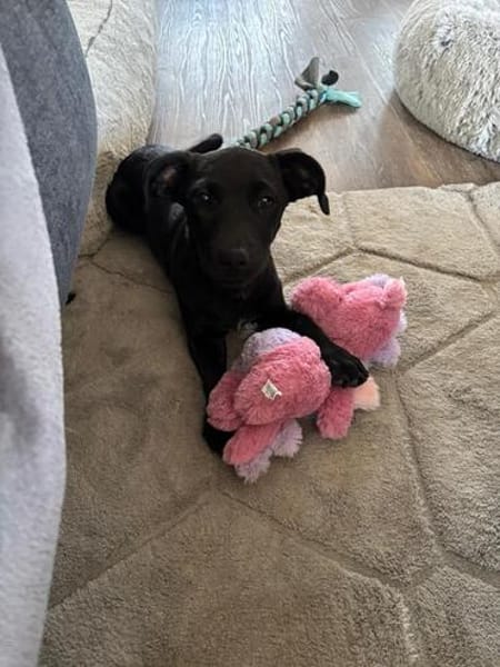 Hundekind sucht Bestplatz