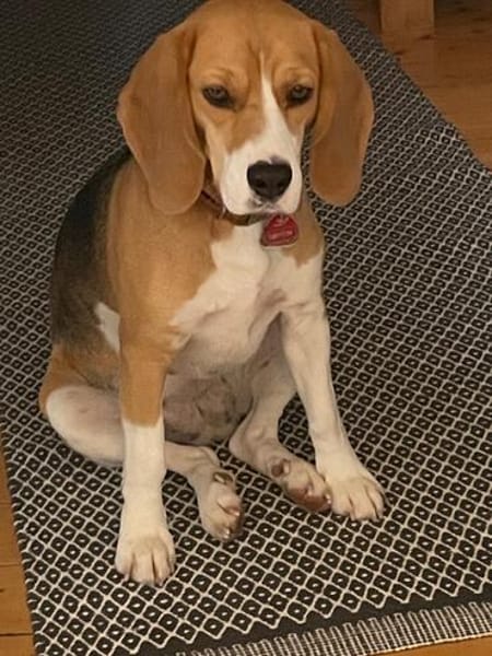 Lizzy - Zuhause sucht Zuhause auf Hof