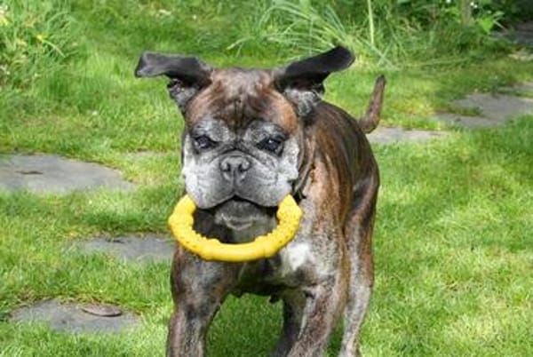 Dringend! Boxer Seniorin Zelda sucht