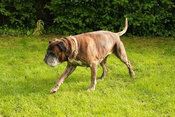 Dringend! Boxer Seniorin Zelda sucht