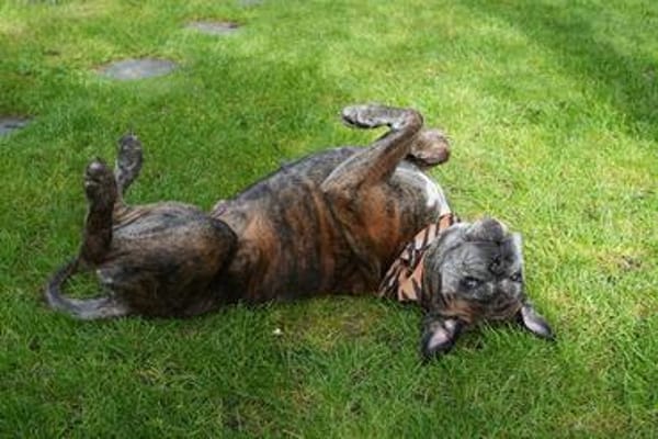 Dringend! Boxer Seniorin Zelda sucht