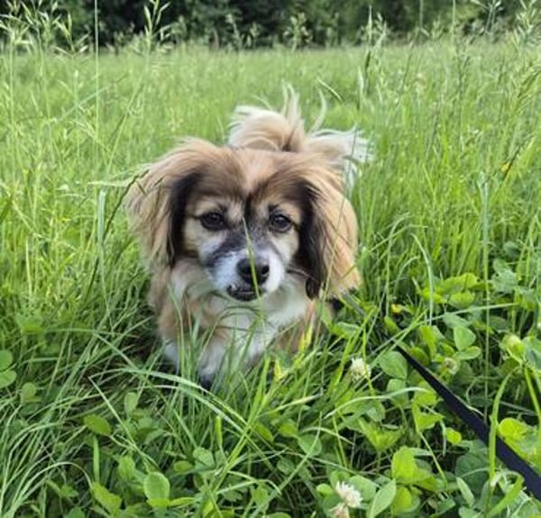 Lilly ideale Gefährtin für ältere Menschen
