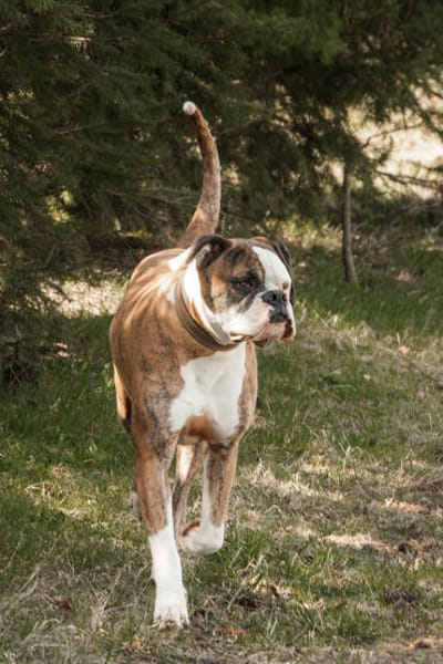 Unser Tysy möchte sein Köfferchen packen!