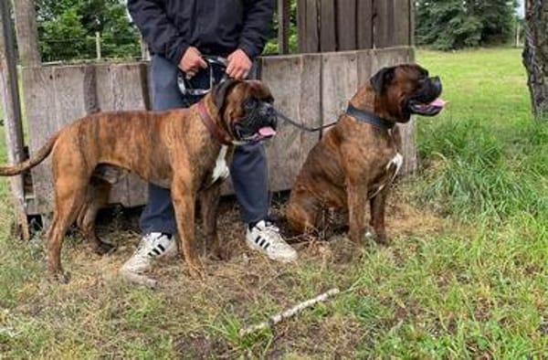 Boxer Brüder Alfred & Jambo suchen zusammen