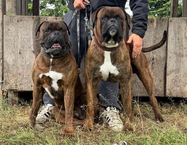 Boxer Brüder Alfred & Jambo suchen zusammen