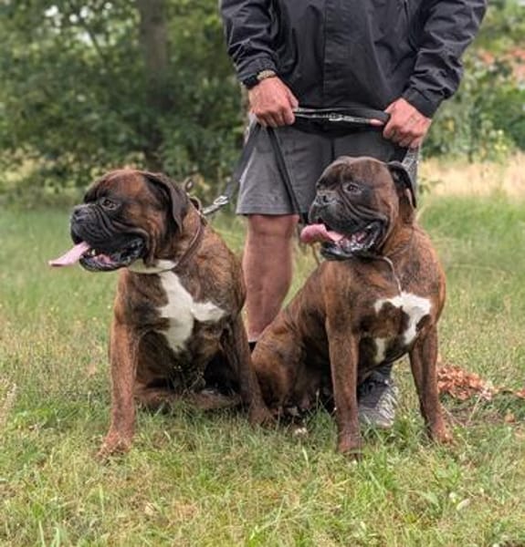Boxer Brüder Alfred & Jambo suchen zusammen