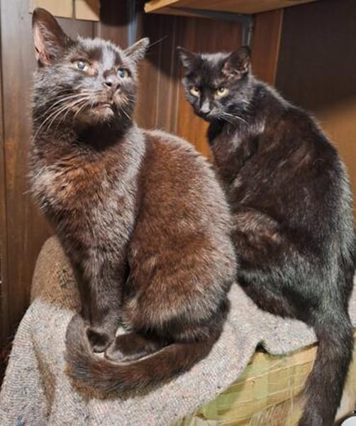Unser wunderhübsches Gabi und Gabi suchen ein Zuhause