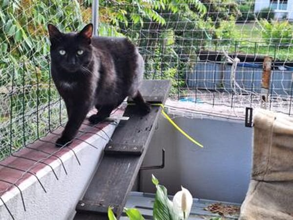 Unser wunderhübsches Gabi und Gabi suchen ein Zuhause