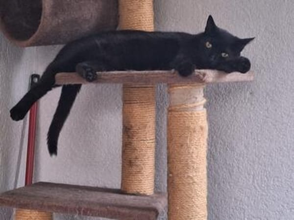 Unser wunderhübsches Gabi und Gabi suchen ein Zuhause