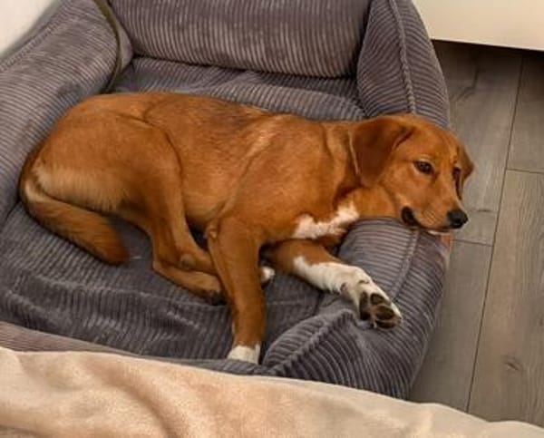 Ara sucht ihr Für-Immer-Zuhause!