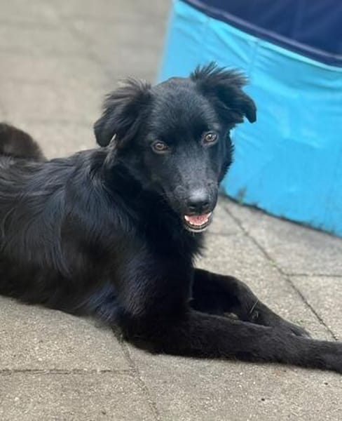 Bambo unser Herzenshund...