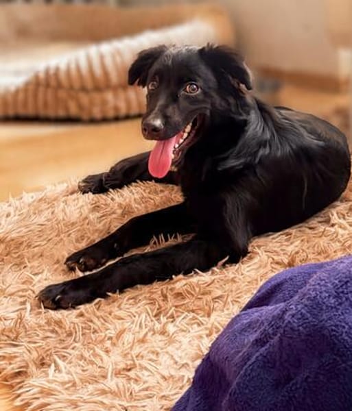 Bambo unser Herzenshund...