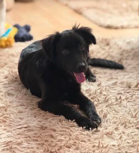 Bambo unser Herzenshund...