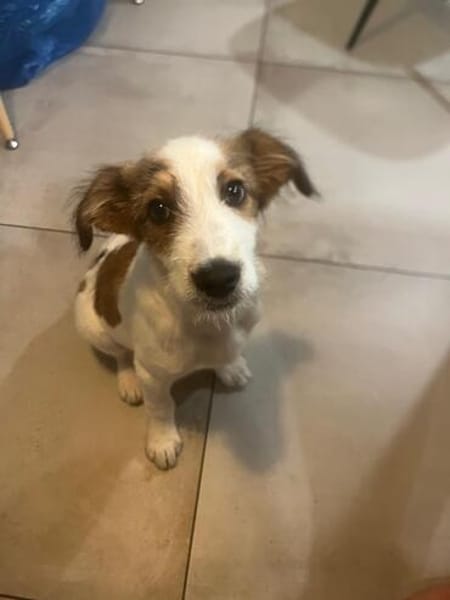 Milo - der freundliche Teamplayer