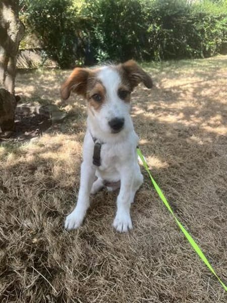 Milo - der freundliche Teamplayer