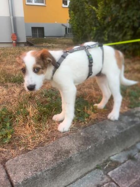 Milo - der freundliche Teamplayer