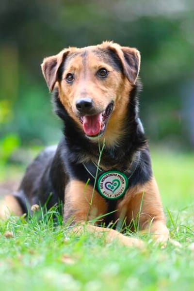 Salmo unser Seelenhund..
