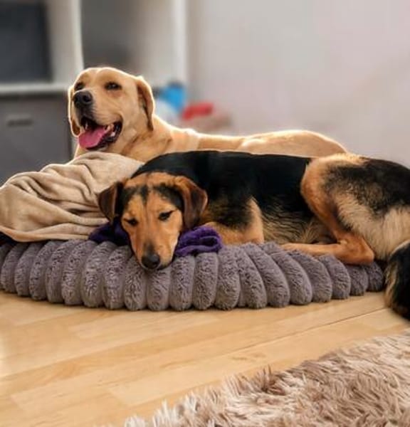 Salmo unser Seelenhund..