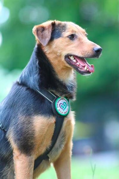 Salmo unser Seelenhund..
