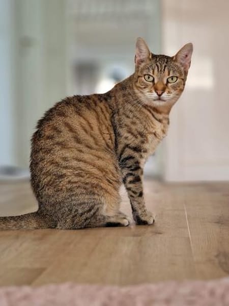 Seniorin IDA sucht Zuhause