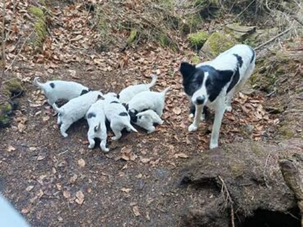 Alma 2; ruhiges, liebes Welpenmädchen