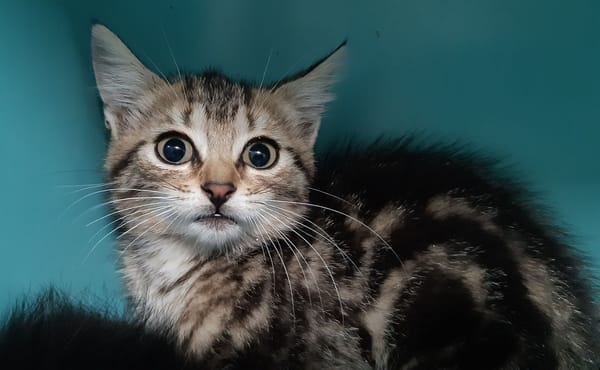 Cagette