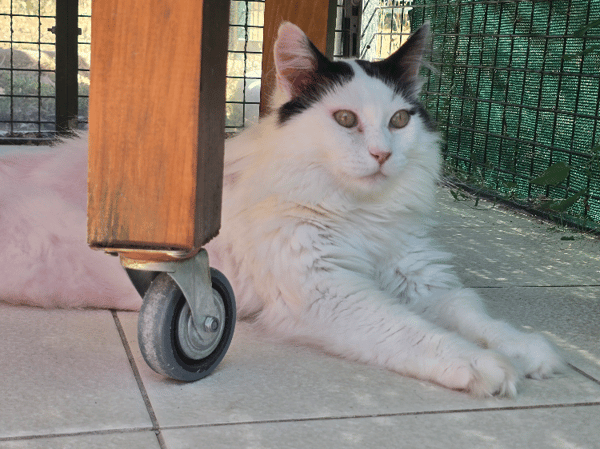 BOXEUR