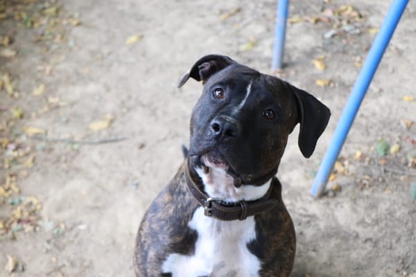 ROCCO