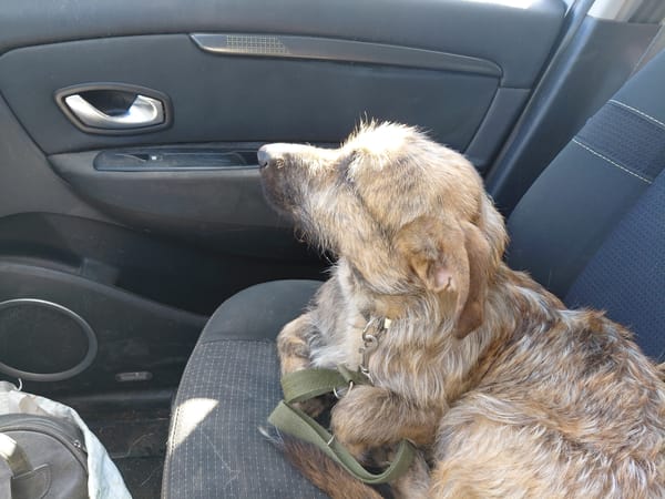 HENDRIX CROISE GRIFFON