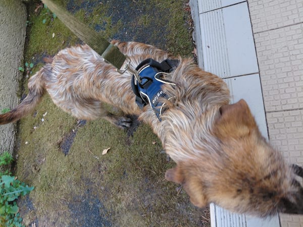 HENDRIX CROISE GRIFFON