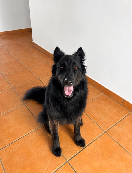 OREO (101 HUELLAS)