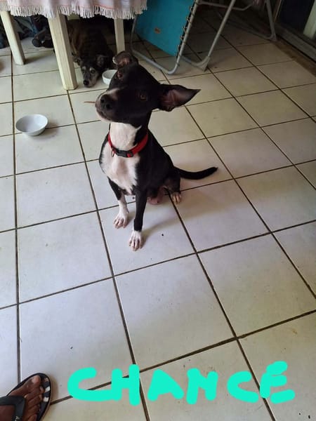 Chance aura t'elle une chance d'être adoptée?
