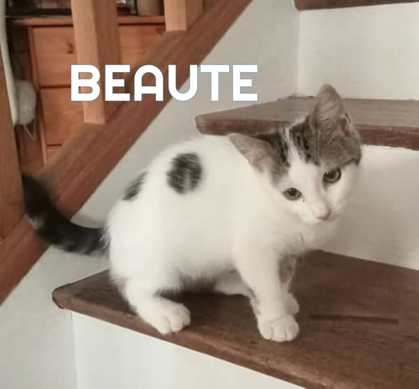 BN et BEAUTE A réserver  Adoption double ou séparé