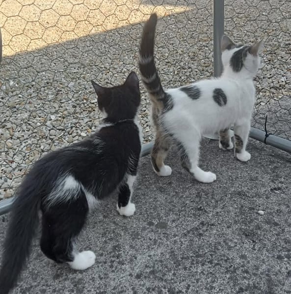 BN et BEAUTE A réserver  Adoption double ou séparé