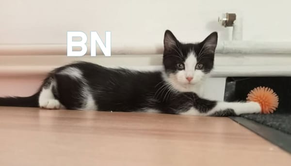 BN et BEAUTE A réserver  Adoption double ou séparé