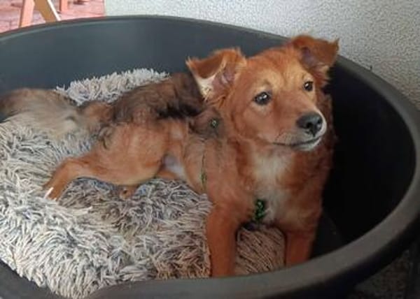 Katzenverträgliche Junghündin Samira