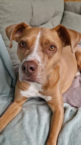 MURPHY - eine imposante Erscheinung!