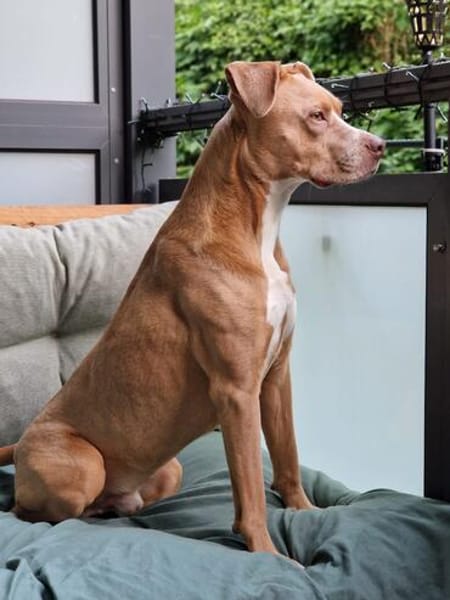 MURPHY - eine imposante Erscheinung!